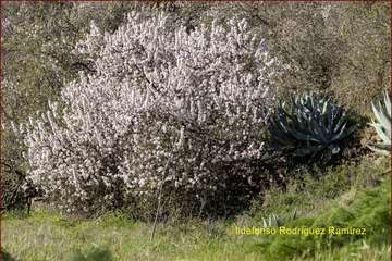 Manto de tonos blancos y rosas en Gran Canaria (Reportaje gráfico de Ildefonso Rodríguez)